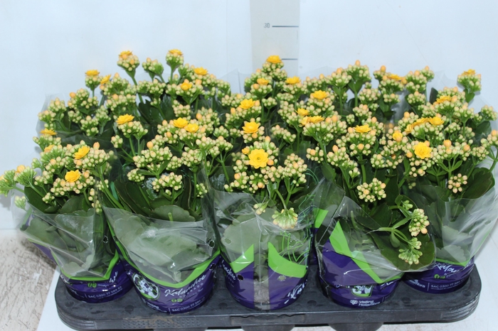 <h4>KALANCHOE DOBRADO P11 AMARELO</h4>