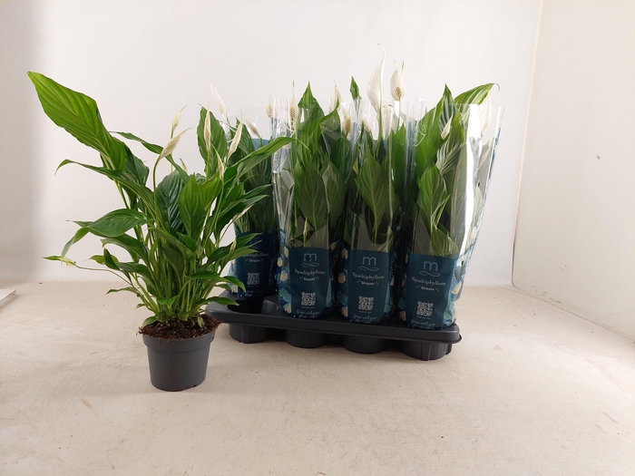 <h4>SPATH STRAUSS</h4>