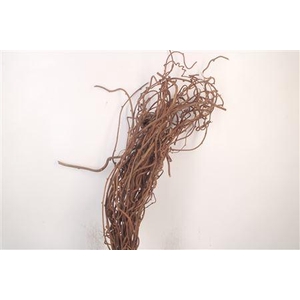 Kiwi Takken Per Bunch