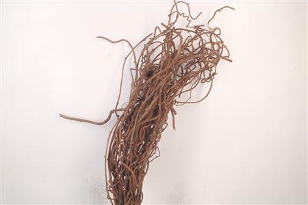 <h4>Kiwi Takken Per Bunch</h4>