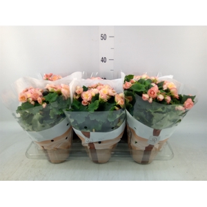 Begonia elat. DU 'Hailey Sunset'