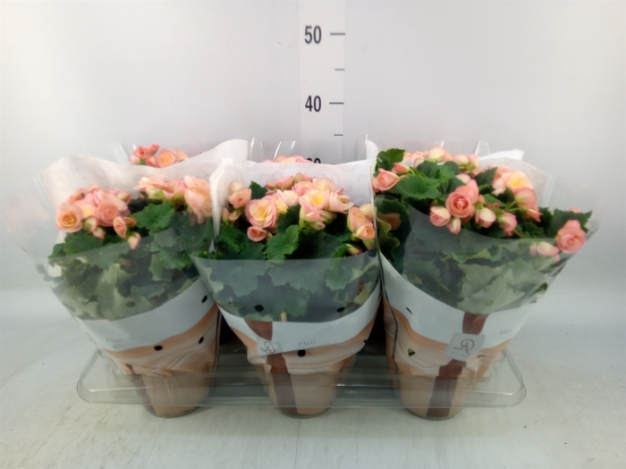 <h4>Begonia elat. DU 'Hailey Sunset'</h4>