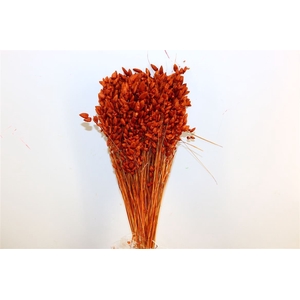 Dried Briza Maxima Terracotta Bunch