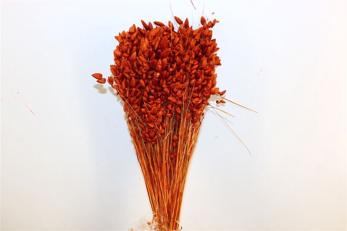 Dried Briza Maxima Terracotta Bunch