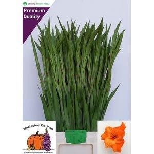 <h4>GLAD GR PR OF ORANGE</h4>