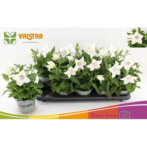 PLATYCO GR ASTRA WHI