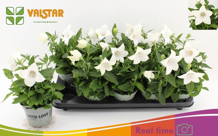 <h4>PLATYCO GR ASTRA WHI</h4>