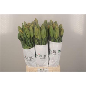 Tu Fr Pa Avignon Parrot