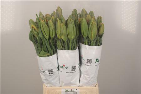 <h4>Tu Fr Pa Avignon Parrot</h4>