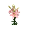 LIRIO PACIANO 070 CM HT 2/3 FLS ROSA