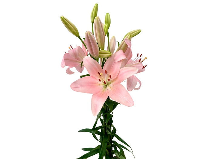 LIRIO PACIANO 070 CM HT 2/3 FLS ROSA