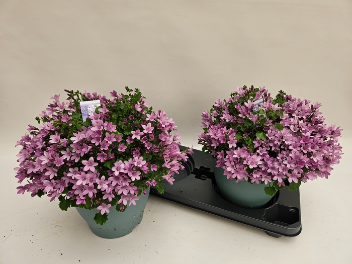 <h4>CAMP AMBE PINK</h4>