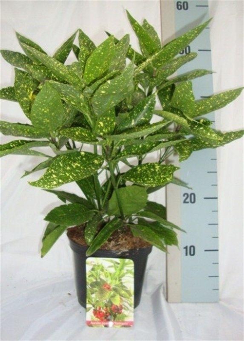 <h4>Aucuba japonica 'Variegata'</h4>
