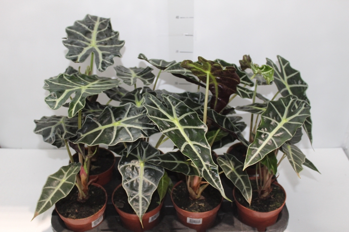 <h4>ALOCASIA POLLY P12</h4>