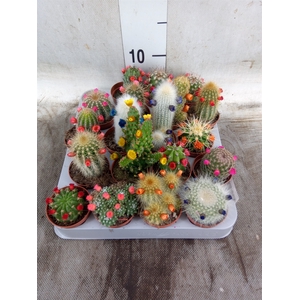Cactus   ...decorated