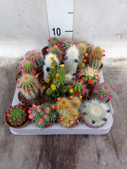 <h4>Cactus   ...decorated</h4>