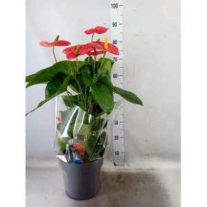 Anthurium andr. 'Jambo Red'