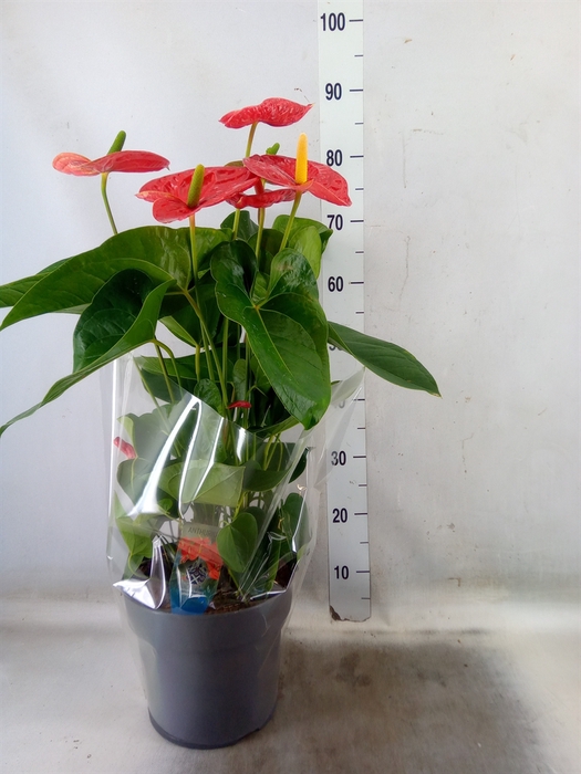 <h4>Anthurium andr. 'Jambo Red'</h4>