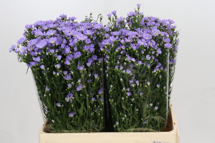 <h4>Aster Cassandra</h4>