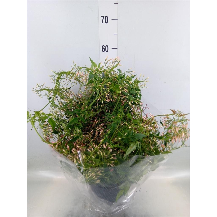 <h4>Jasminum polyanthum</h4>