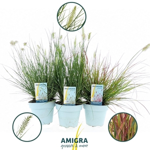 Pennisetum alop. mix 15cm - 3 soorten