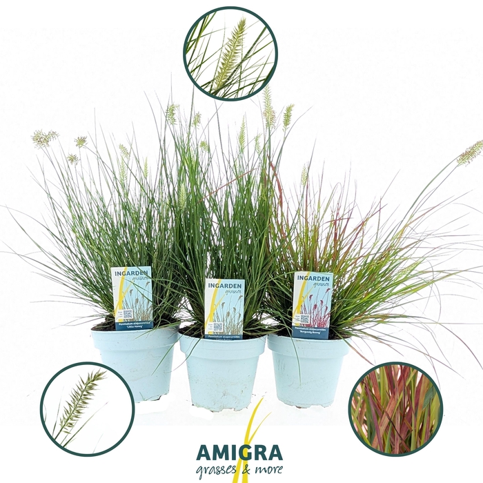 <h4>Pennisetum alop. mix 15cm - 3 soorten</h4>