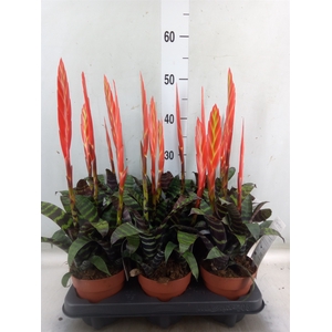 Vriesea  'Era'