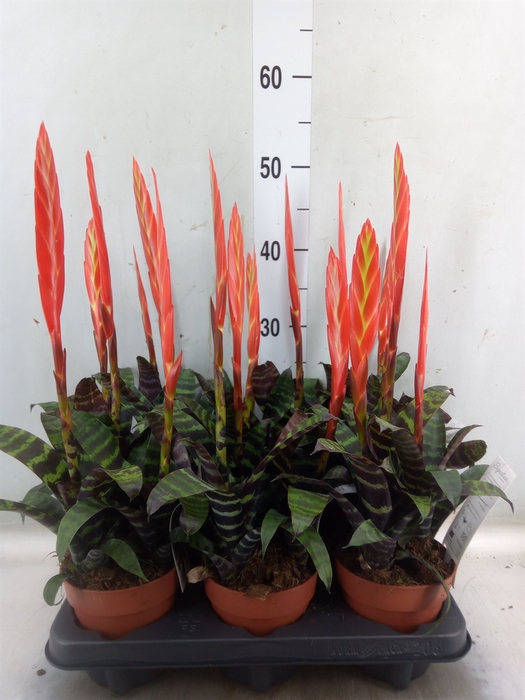 <h4>Vriesea  'Era'</h4>