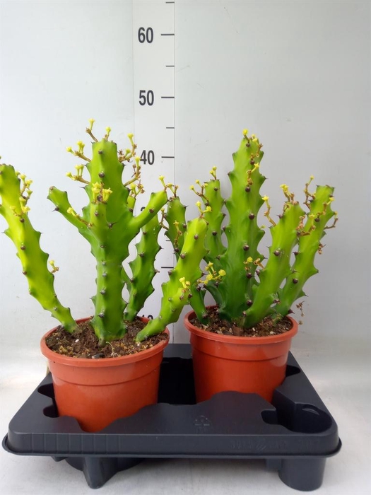 <h4>Euphorbia   ...</h4>