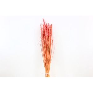 Dried Triticum Bleached Pink Bunch