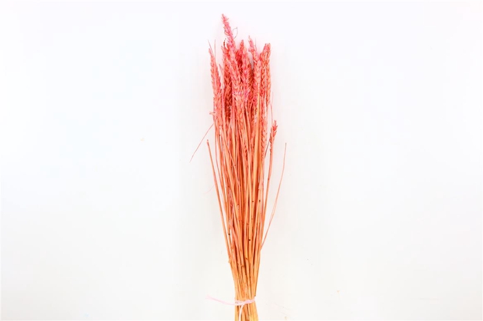 Dried Triticum Bleached Pink Bunch