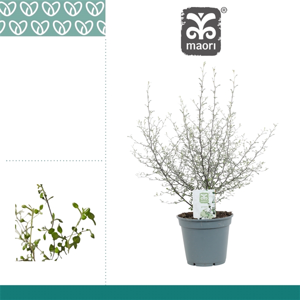 <h4>Corokia Maori 17cm Green</h4>