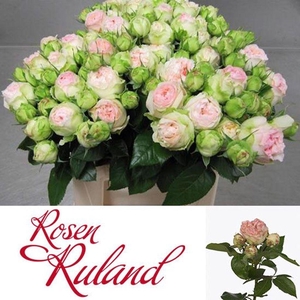 Rosa spray pashmina summerhouse