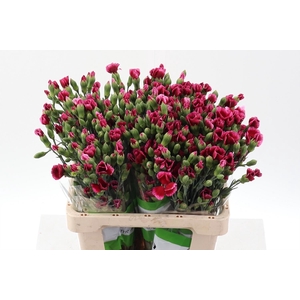 Dianthus TR 'Solomio Sem'