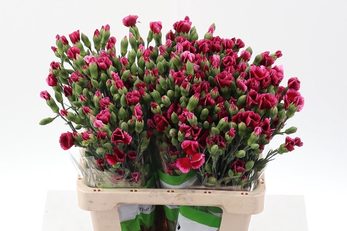 <h4>Dianthus TR 'Solomio Sem'</h4>