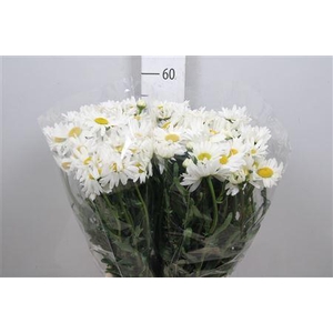 Leuc Vulg Rheinblick