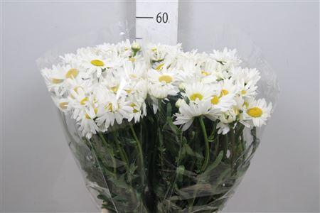 <h4>Leuc Vulg Rheinblick</h4>