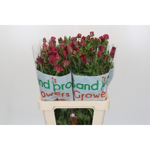 Ranunculus Magical Cinnamon