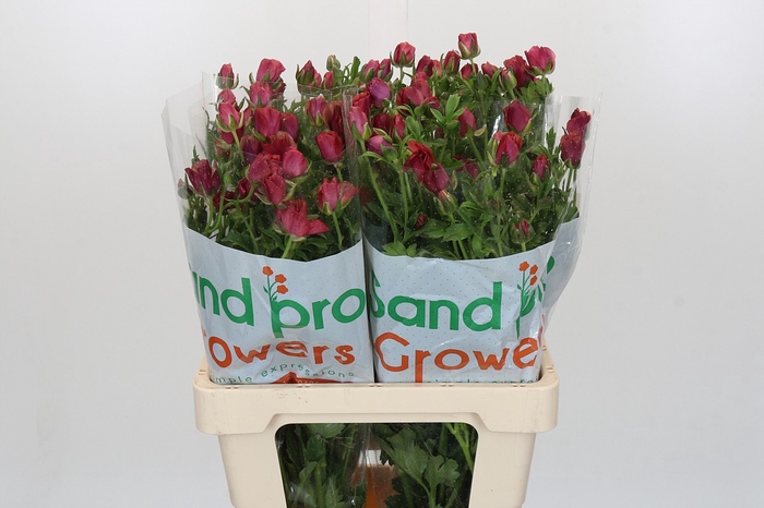 <h4>Ranunculus Magical Cinnamon</h4>