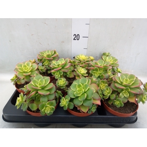 Aeonium   ...