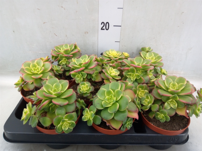 <h4>Aeonium   ...</h4>