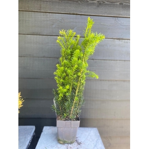 Taxus media 'Hicksii' P17