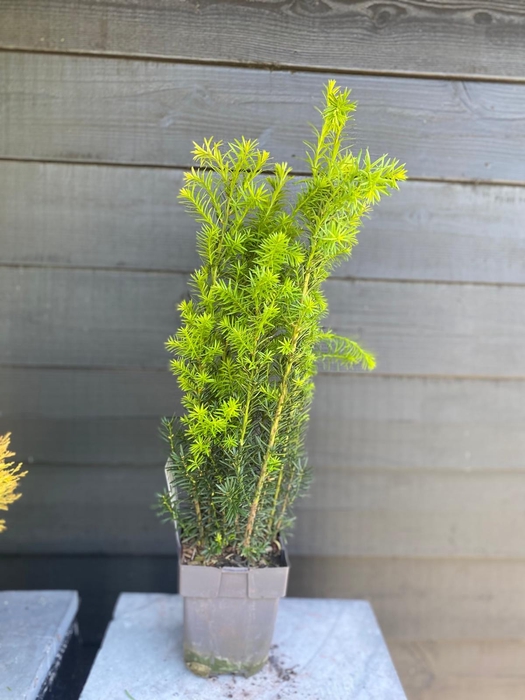 <h4>Taxus media 'Hicksii' P17</h4>