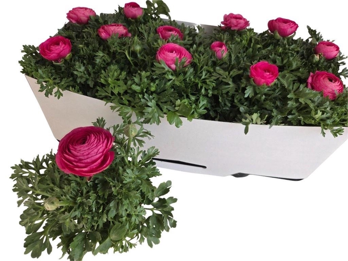 <h4>RANUN SPRINK PINK</h4>