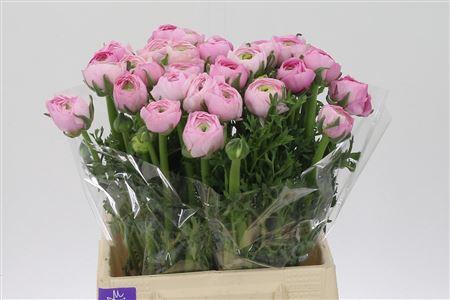 <h4>Ran Aazur Pink</h4>