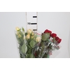 ROSA GARDEN PIANO LINE VARIADA 060 CM