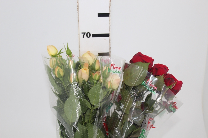 ROSA GARDEN PIANO LINE VARIADA 060 CM