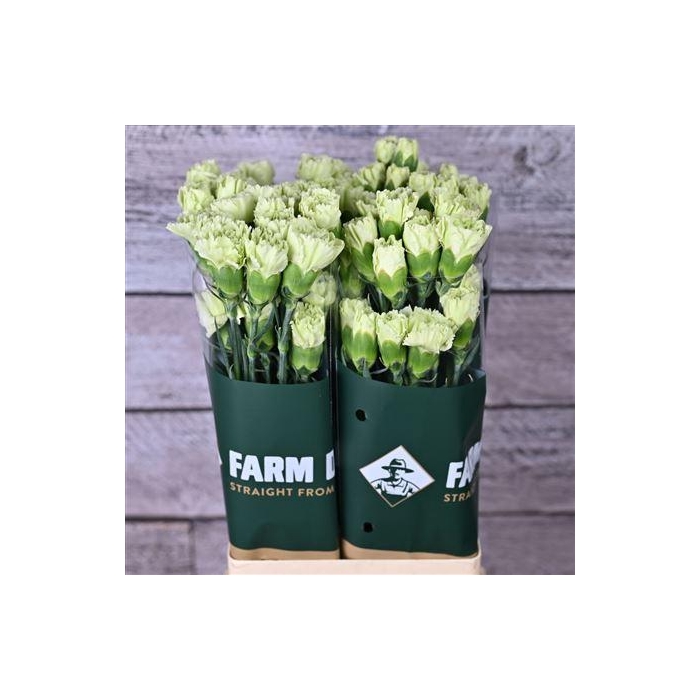 <h4>Di St Green Shot</h4>