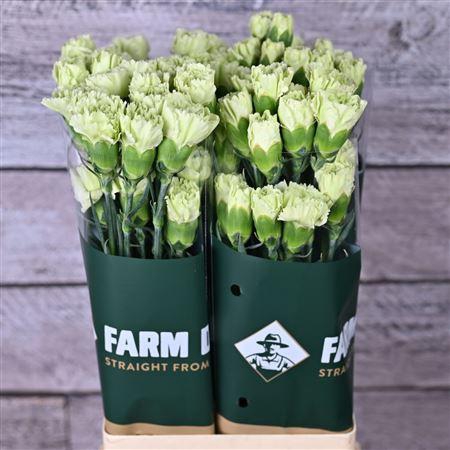 <h4>Di St Voragine</h4>