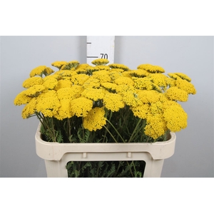 Achil F Parker Variety